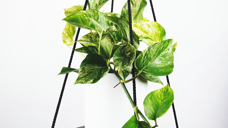 资深足球评论员张指导正在演播室分析球队战术板